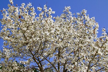 コブシ（田打ち桜）