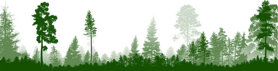 isolated high green pines and fir trees forest stripe