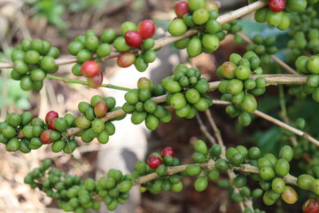 Arabica coffee plant which is grown in southern part of India in Karnataka. Green coffee fruits on the coffee estates.