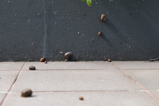 Snails on the garden tiles 