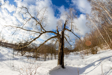 Fisheye view of a broken birch tree in the middle of a winter landscape