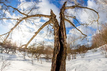 Fisheye view of a broken birch tree in the middle of a winter landscape