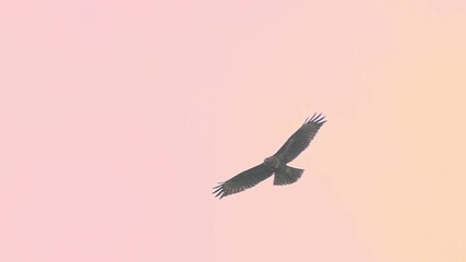 Red Kite Bird Of Prey Flying Against Peach Sunset Skies. Tracking Shot, Slow Motion