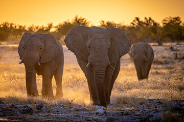Elephants at sunset in Etosha Park, Namibia