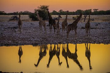 Giraffes at waterhole, sunset in Etosha Park, Namibia
