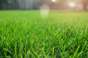 fresh green grass in spring. Greenery in sun. Abstract natural background.