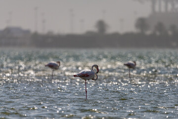 Flamingos of Walvis Bay, Namibia