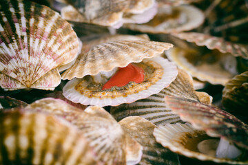 Close-Up Freshness Shellfish