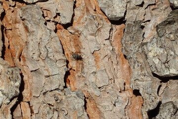 Bark texture of stone pine (Pinus pinea), also known as umbrella pine and parasol pine, is a tree...