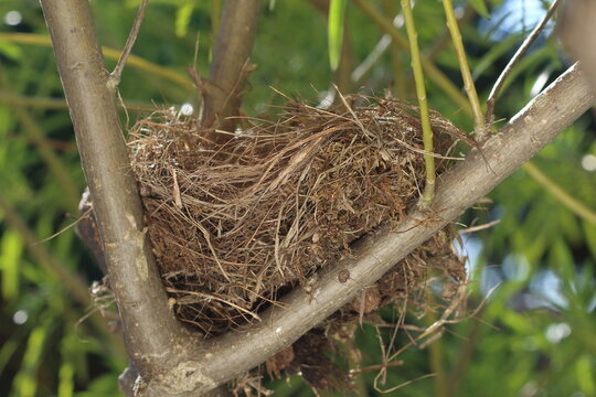 An Abandoned Bird Nest On Tree