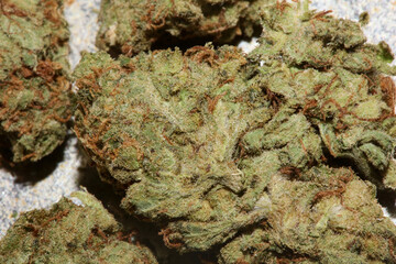 Cannabis indica big bud family cannabaceae close up modern background high quality big size prints