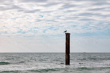 Lone seagull standing on top of a wooden post in the Gulf of Mexico on a cloudy day just before sunset