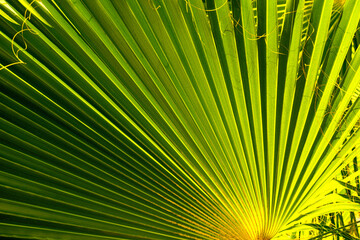 Real natural backround: close up of green palm leaves, yellow and green toning 