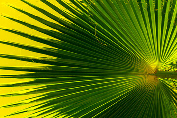 Obraz premium Real natural backround: close up of green palm leaves, yellow and green toning 