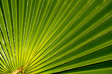 Real natural backround: close up of green palm leaves, yellow and green toning 