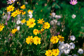 Obraz premium Beautiful spring flowers. Plants in a flower bed.