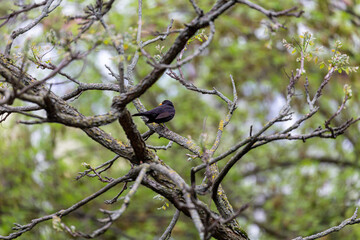 Blackbird on the branch on tree