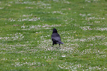 Crow walking on grass field in a park