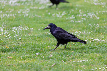 Crow walking on grass field in a park
