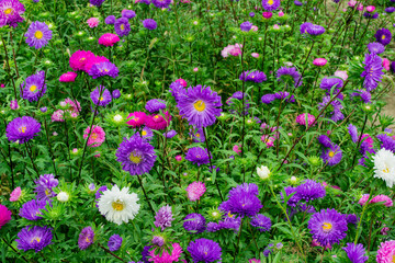 A large flower bed. Beautiful multi colored asters. Background of flowers. Soft focus.