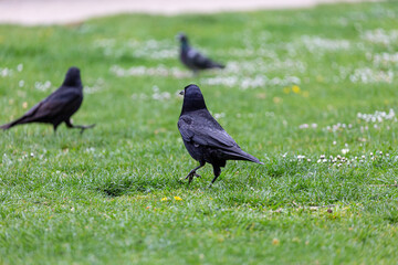 Crow walking on grass field in a park