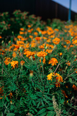 Marigold flowers in a flower bed.