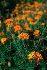 Marigold flowers in a flower bed.