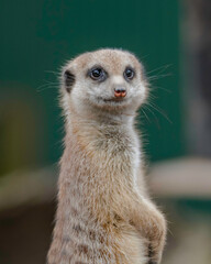 Fototapeta premium Meerkat standing - they are also known as a small mongoose