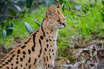 African Serval