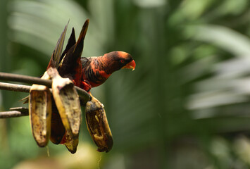 Pseudeos fuscata,  The dusky lory is a species of parrot in the family Psittaculidae and common names are the white rumped lory or the dusky orange lory and native to papua, Indonesia