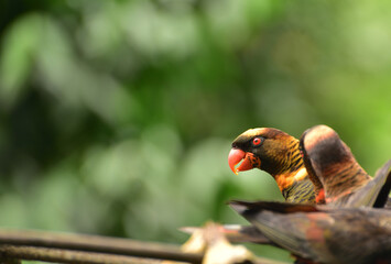 Pseudeos fuscata,  The dusky lory is a species of parrot in the family Psittaculidae and common names are the white rumped lory or the dusky orange lory and native to papua, Indonesia