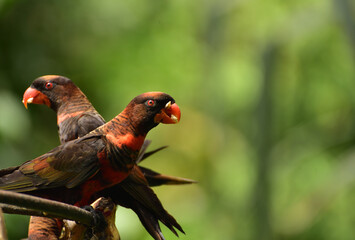 Pseudeos fuscata,  The dusky lory is a species of parrot in the family Psittaculidae and common names are the white rumped lory or the dusky orange lory and native to papua, Indonesia