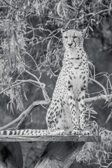 A Cheetah on a platform in black and white