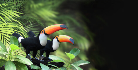 Horizontales Banner mit zwei schönen bunten Tukanvögeln auf einem Ast in einem Regenwald