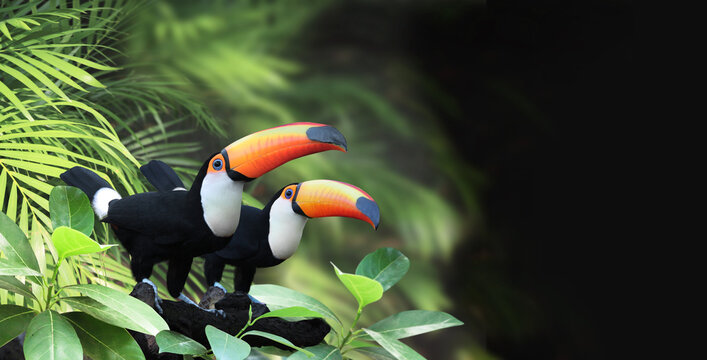 Horizontal banner with two beautiful colorful toucan birds on a branch in a rainforest