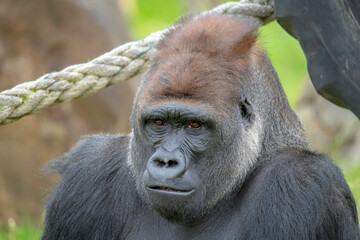 Male Silverback Western Low Land Gorilla
