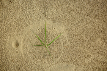 ant lion footprints in the sand insect predator larva hole in the ground