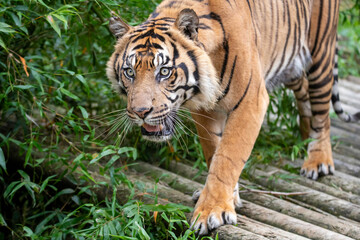 Fototapeta na wymiar Sumatran Tiger