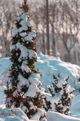 Zelfklevend Fotobehang Winter forest © Galyna Andrushko