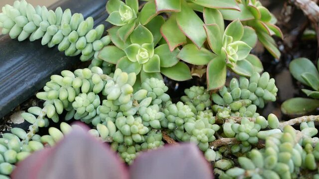 Succulent plants collection, gardening in California, USA. Home garden design, diversity of various botanical hen and chicks. Assorted mix of decorative ornamental echeveria houseplants, floriculture.