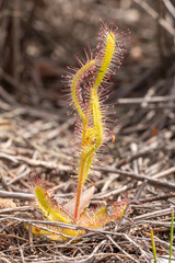Portrait of the Sundew Drosera zeyheri (a carnivorous plant) taken in natural habitat close to Napier in the Western Cape of South Africa