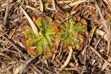 Two green plants of Drosera xerophila, a carnivorous plant from South Africa, seen in natural habitat close to Napier in the Western Cape