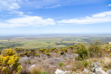 Fototapeta na wymiar Fynbos near Napier in the Western Cape of South Africa