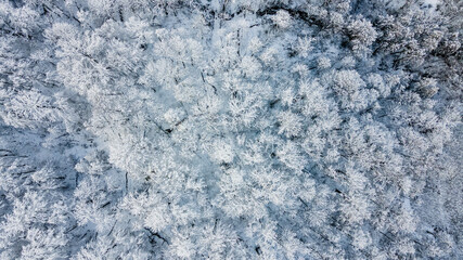 Top view of the tree crowns covered with snow. Aerial view of winter forest after snowfall. Wintertime concept