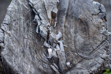 Old tree trunk covered with fungus close-up.