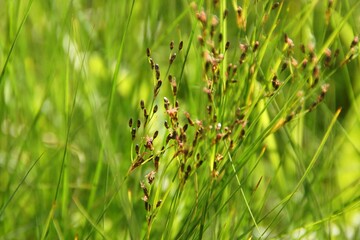 bright green cheerful fresh spring grass background