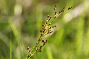 bright green cheerful fresh spring grass background