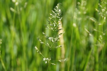 bright green cheerful fresh spring grass background