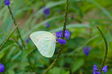 A white butterfly searching nectar at purple flower