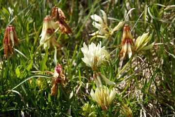 Wild mountain flowers of the Elbrus region on a green background.